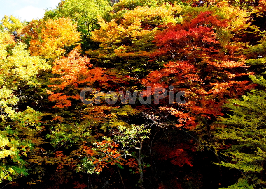 가을,단풍,경치,낙엽,색갈,조화,아름다움,힐링,가을,계절,fall,autumn,season,자연,풍경,nature,landscape,leaf,잎,plant,식물,tree,나무,maple