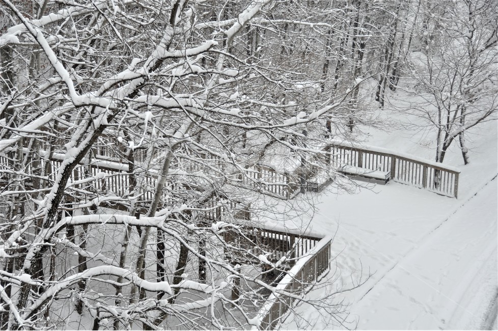 겨울,눈,눈길,적막,눈나무,겨울,계절,winter,season
