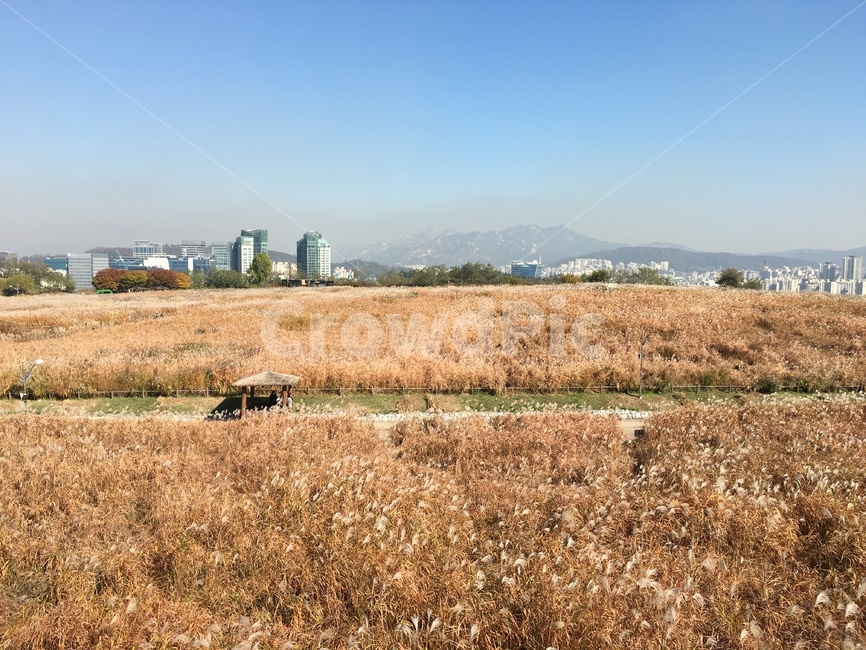 자연,풍경,갈대,갈대밭,nature,landscape,reed,fieldofreeds