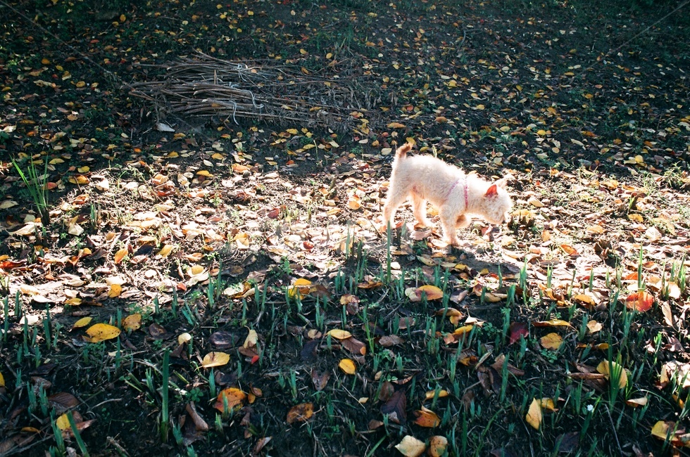노견,가을산책,산책,낙엽,가을,반려견,dog,동물,animal,포유류,mammal,개,강아지,dog,doggy