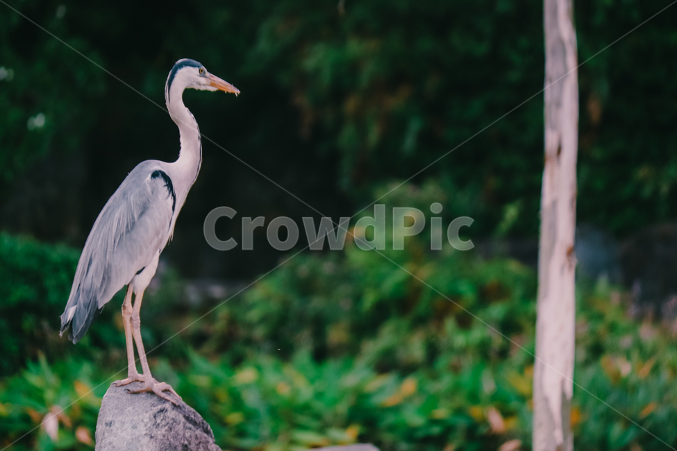 왜가리,새,연못,야생,동물,야생동물,동물,animal,조류,새,birds
