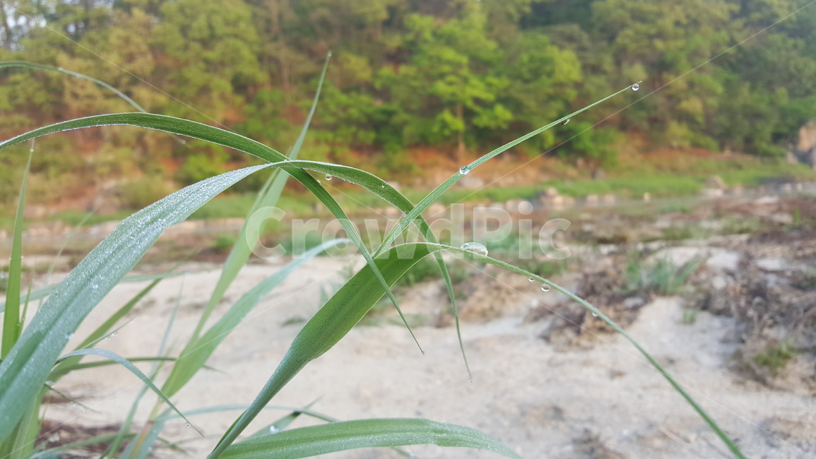 자연,landscape,nature,이슬,dew