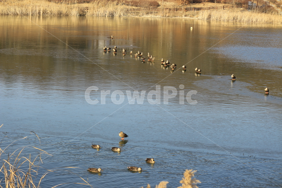새,오리,동물,겨울철새,철새,호수,물오리,겨울호수,bird,animal,duck,waterduck,water