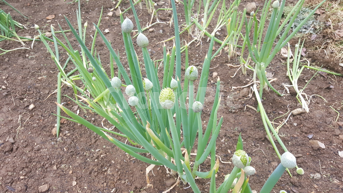 파,대파,파꽃,식물,채소,밭,텃밭,텃밭가꾸기,식물,자연,plants,nature