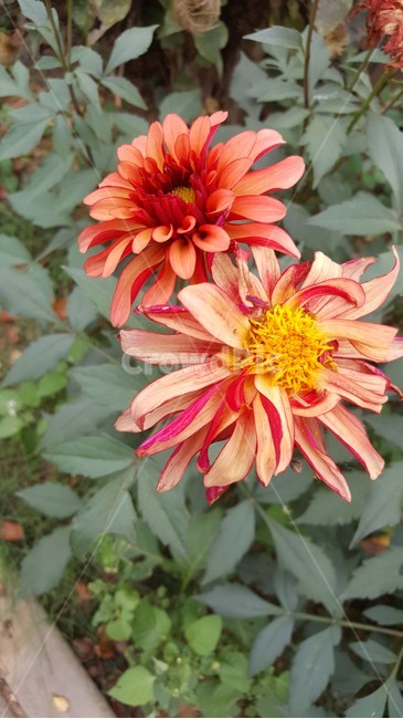 꽃,flower,자연,울타리,시골,식물,자연,plants,nature,꽃,flower