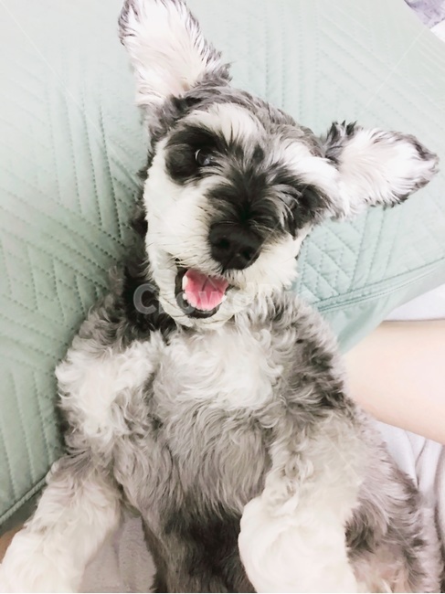 슈나,슈나우져,강아지,개,웃는개,동물,animal,포유류,mammal,개,강아지,dog,doggy