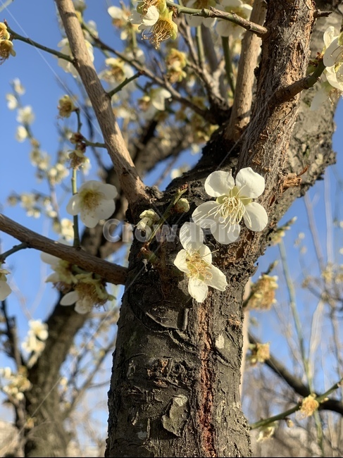 벚꽃,봄,아름다움,꽃,나무,봄,계절,spring,season,식물,자연,plants,nature,꽃,flower,plant