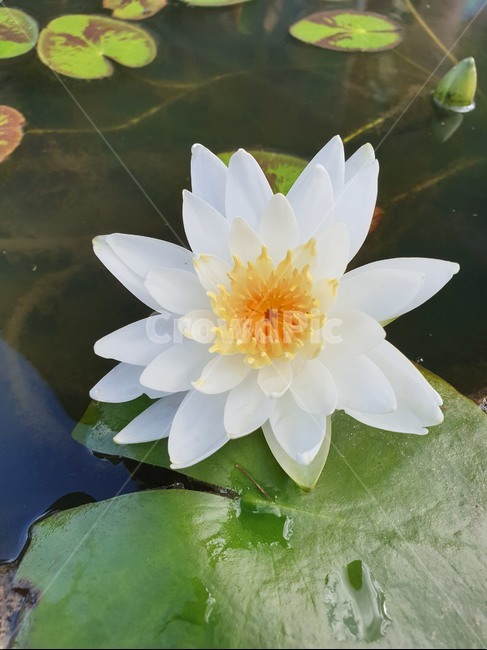 청순함,순결,순정,계절,깨끗한