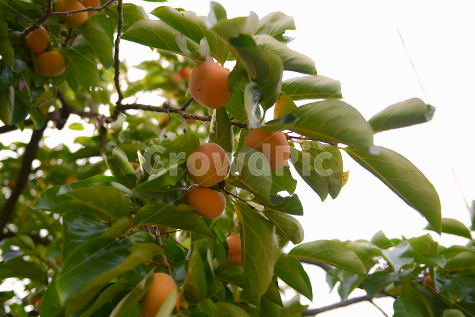 감,과일,웰빙,먹거리,신선함,곶감,season,plants,nature,colorsense,colorsensitivity,feelingofcolor,감성,평온함,느낌,휴식