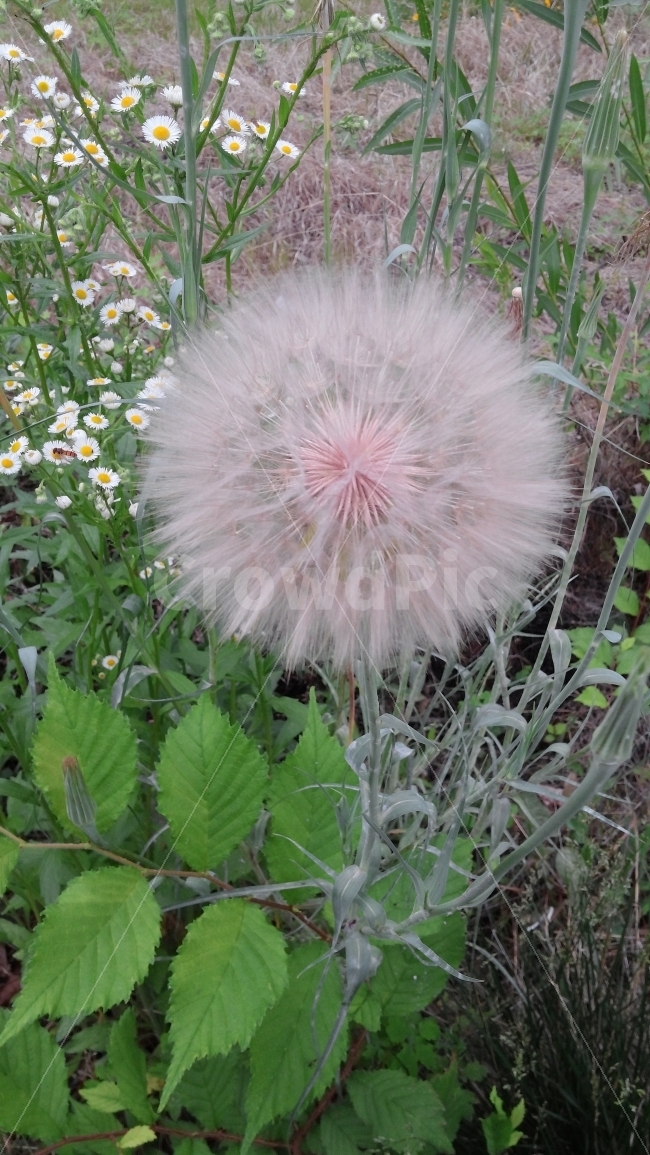 귀화식물,홀씨,씨방,자연,핑크,원,식물,자연,plants,nature,꽃,flower