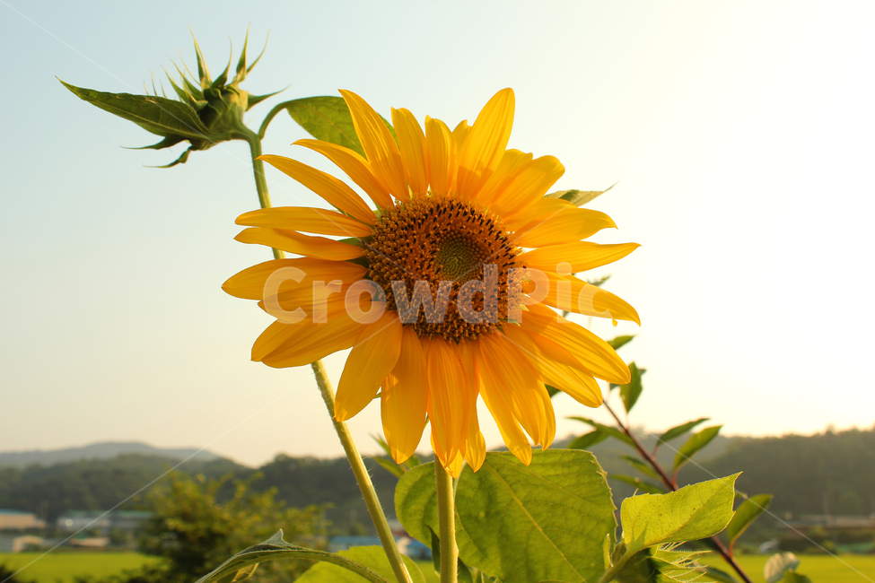 해바라기,해바라기꽃,꽃,노랑,노란색,하늘,자연,잎,식물,여름,blue,bright,field,flower,garden,green,landscape,leaf,natural,nobody,outdoor,plant,sky,summer,sun,sunflower,yellow,오후,한국,식물,자연,plants,nature,꽃,flower