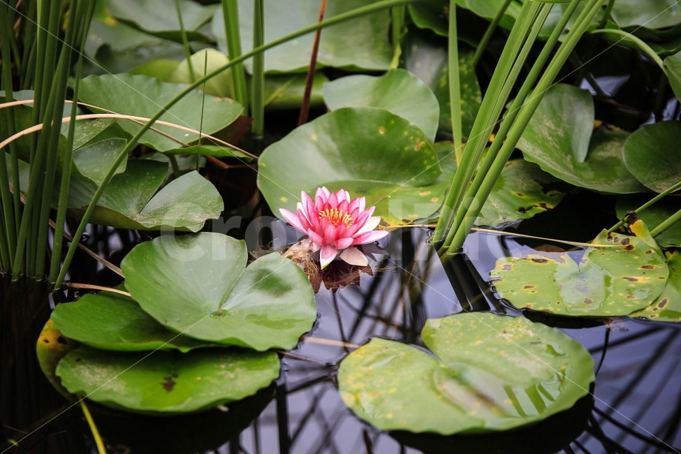 운암지,수련,분홍,봄,연꽃,꽃,풍경,식물,자연,plants,nature,꽃,flower