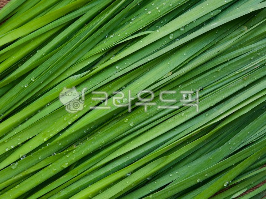 foodingredients,wellnessfood,vegetable,wellbeing,Wellbeing food,Food Ingredients,chives,organic,greenvegetable,green,leaf,green vegetables,organic chives,food,organicleek,leafy vegetables,background,leafvegetable,plant