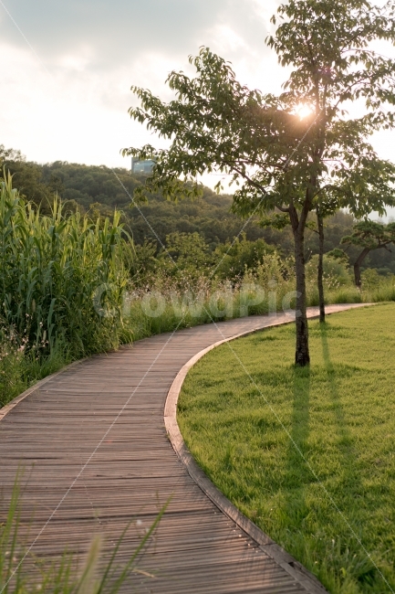 공원,나무,풀,식물,풍경,자연,풍경,nature,landscape,bridge,다리,boardwalk,산책로,building,건물
