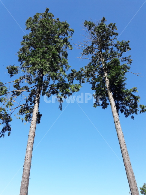 tree,나무,plant,식물,treetrunk,나무줄기,나무,trees,wood