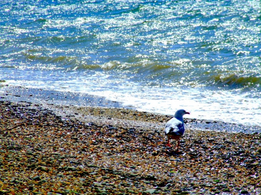 바다,파도,wave,sea,ocean,배경사진,배경화면,배경,background,풍경,풍경사진,scene,view,해변,바닷가,beach,갈매기,새,감성사진,평화로운,분위기,차분한,차분함,평화로움,ambience,atmosphere,calm,peaceful,tranquil,still,해변,바다,beach,sea,동물,animal,조류,새,birds