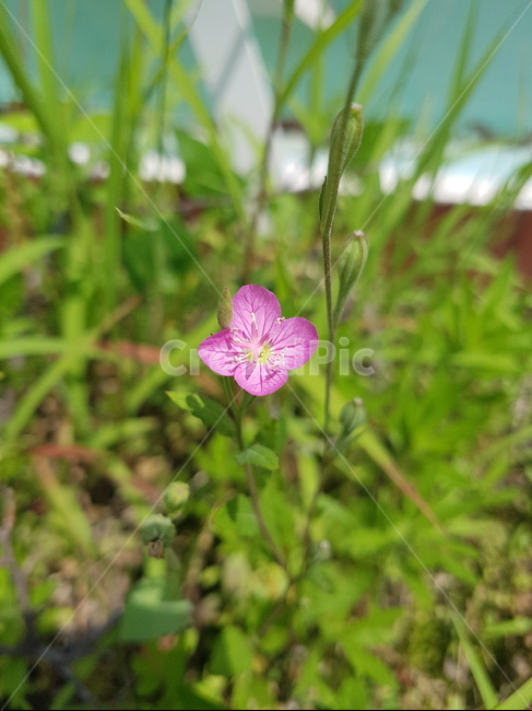꽃,봄,아웃포커스,꽃사진,분홍색,식물,식물,자연,plants,nature,꽃,flower