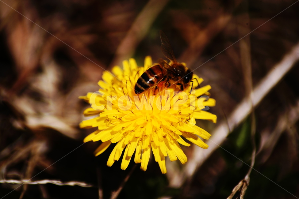 민들레,야생화,들꽃,허니,꿀벌,벌,honey,식물,자연,plants,nature,꽃,flower,동물,animal,곤충,벌레,insect,bug