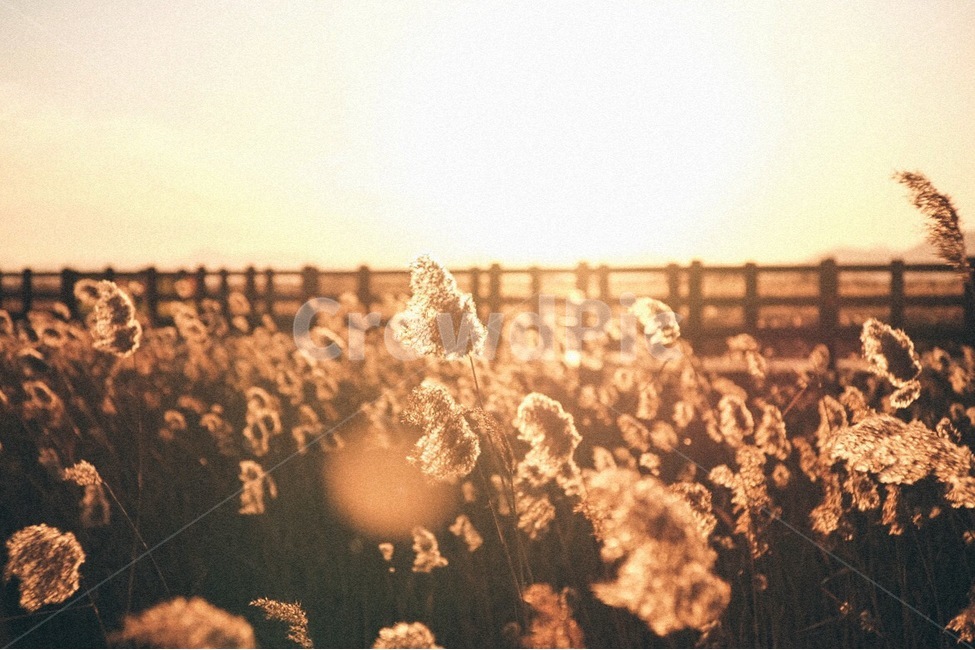 노을,일몰,저녁,식물,억새,갈대,자연,풍경,sunset,plant,nature,landscape,자연,풍경,nature,landscape,식물,plants,감성,sensible,feeling,휴식,힐링,rest,relaxation,healing,grass,잔디,lawn