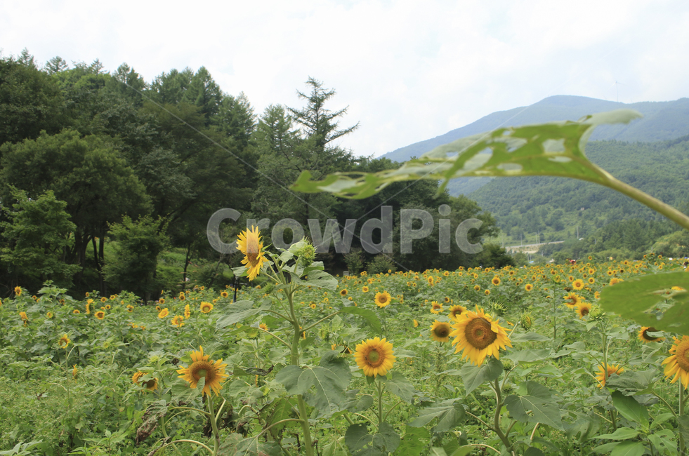 plant,식물,blossom,flower,꽃,sunflower,해바라기,밭,해바라기밭,들판,노란,초록,노랑,yellow,green