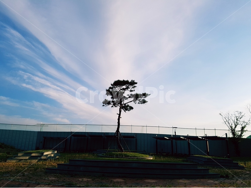 하늘,파랑,흰구름,풍경,나무,자연,풍경,nature,landscape,식물,plants,나무,trees,wood,plant,tree