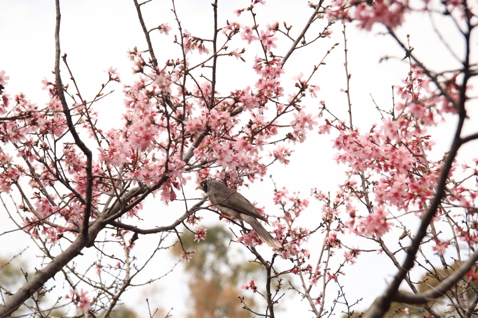 벚꽃,봄,일본,정원,호주,시드니,보타닉가든,벚꽃놀이,새,자연,spring,cherryblossom,botanic,botanicgarden,japanessgarden,식물,자연,plants,nature,동물,animal,봄,계절,spring,season,조류,새,birds,꽃,flower,plant,bird,blossom,cherry blossom