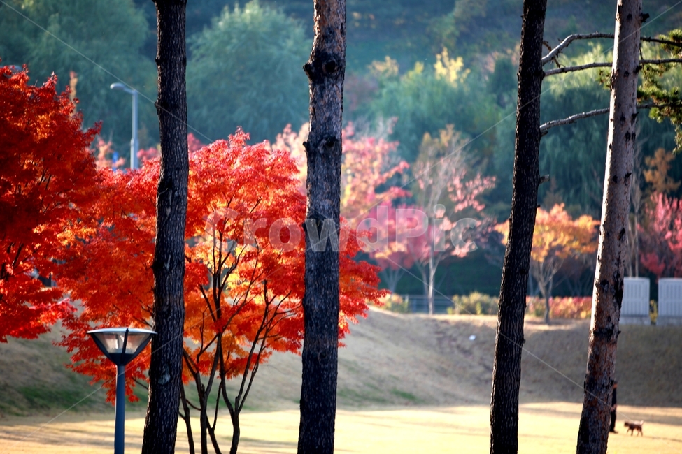 나무,단풍,빨간색,공원,잔디,가을,계절,fall,autumn,season