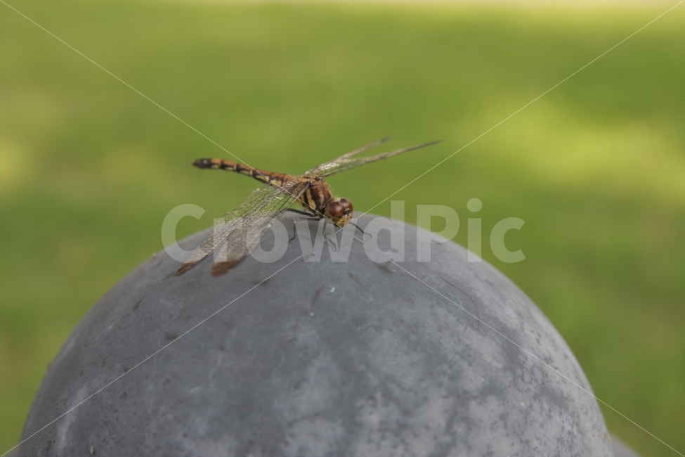 잠자리,곤충,가을,날개,곤충머리,dragonfly,insect,wing,동물,animal,곤충,벌레,insect,bug