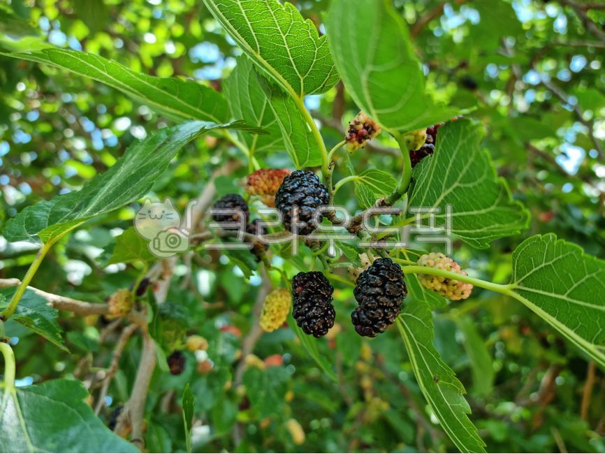 Fruit,fruit,Audi,snack,Cute dog,tree,leaf,mulberry fruit,food,loss,Wellbeing food,plant,Mountain mulberry fruit,mulberry leaves,mulberry tree