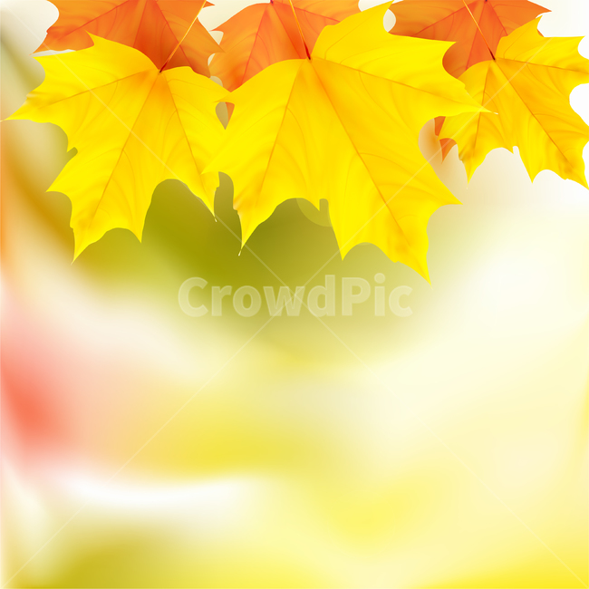 단풍,가을,fall,배경,background,가을,계절,fall,autumn,season,식물,자연,plants,nature,leaf,잎,plant