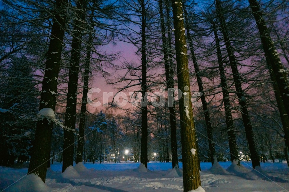 나무,공원,노을,눈,아라시야마,sunset,tree,colorful,snow,겨울,계절,winter,season,자연,풍경,nature,landscape,야경,밤,nightscape,night,plant,식물,fir,전나무
