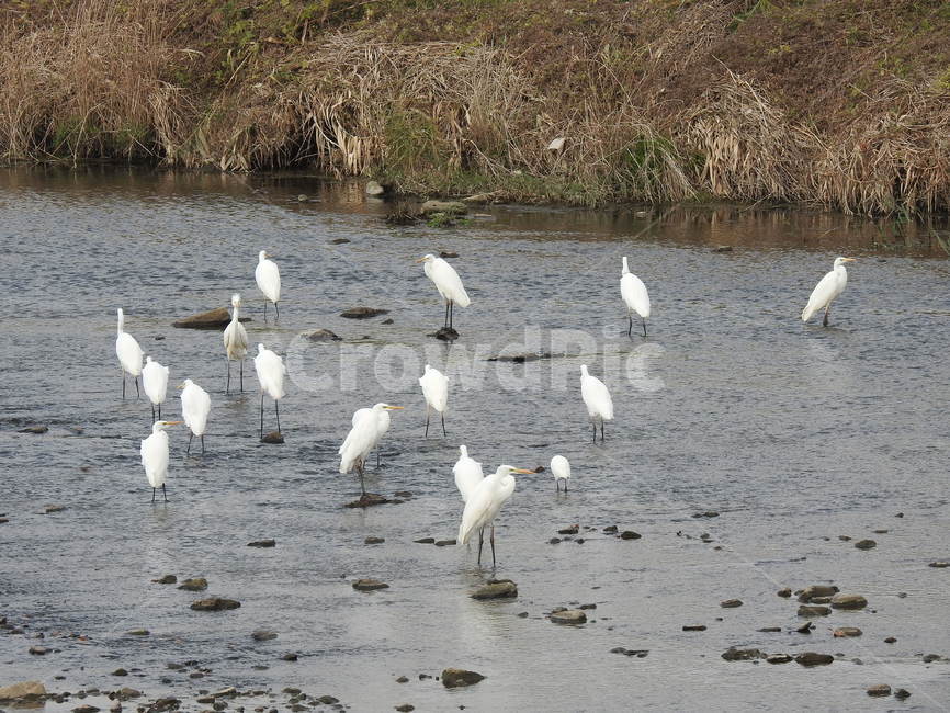 새,동물,물새,백로,두루미,동물,animal,조류,새,birds