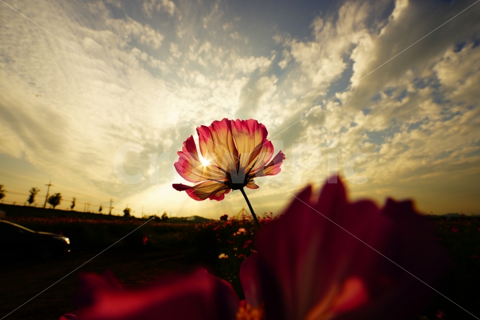 코스모스,세종시,미호천,하늘,가을,sky,fall,flower,꽃,감성,sensitive,일몰,sunset,붉은하늘,꽃잎,역광,backright,식물,자연,plants,nature,가을,계절,fall,autumn,season,꽃,flower,flare,플레어,light,빛,petal,blossom,plant,sunlight,햇빛,geranium,제라늄
