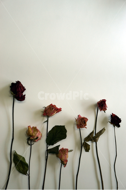 말린장미,말린꽃,식물,장미,드라이플라워,장식,꽃,꽃,flower