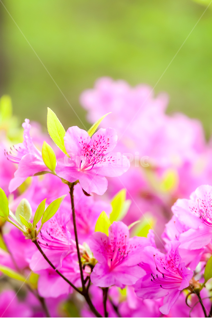철죽,꽃,봄,접사,아름다움,핑크,봄,계절,spring,season,식물,자연,plants,nature,꽃,flower,plant