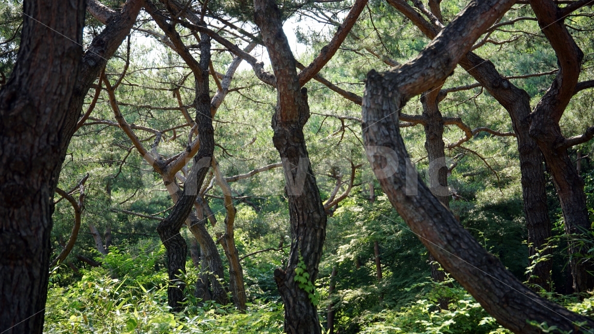 나무,숲,창경궁,자연,경치,풍경,풀,식물,plants,landscape,숲속,삼림,산림,nature,산책,맑은공기,공기,한국자연,공원,산책로,tree,자연,풍경,nature,landscape,tree trunk,나무 줄기,plant