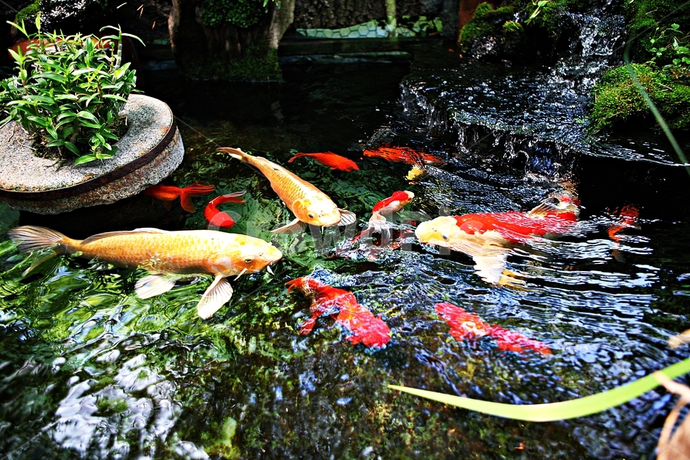 연못,비단잉어,물고기,잉어,관상어,동물,animal,어류,물고기,fish