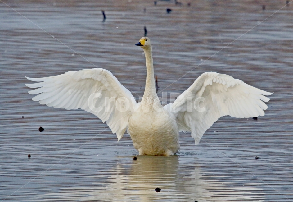 고니,새,백조,bird,동물,동물,animal,조류,새,birds