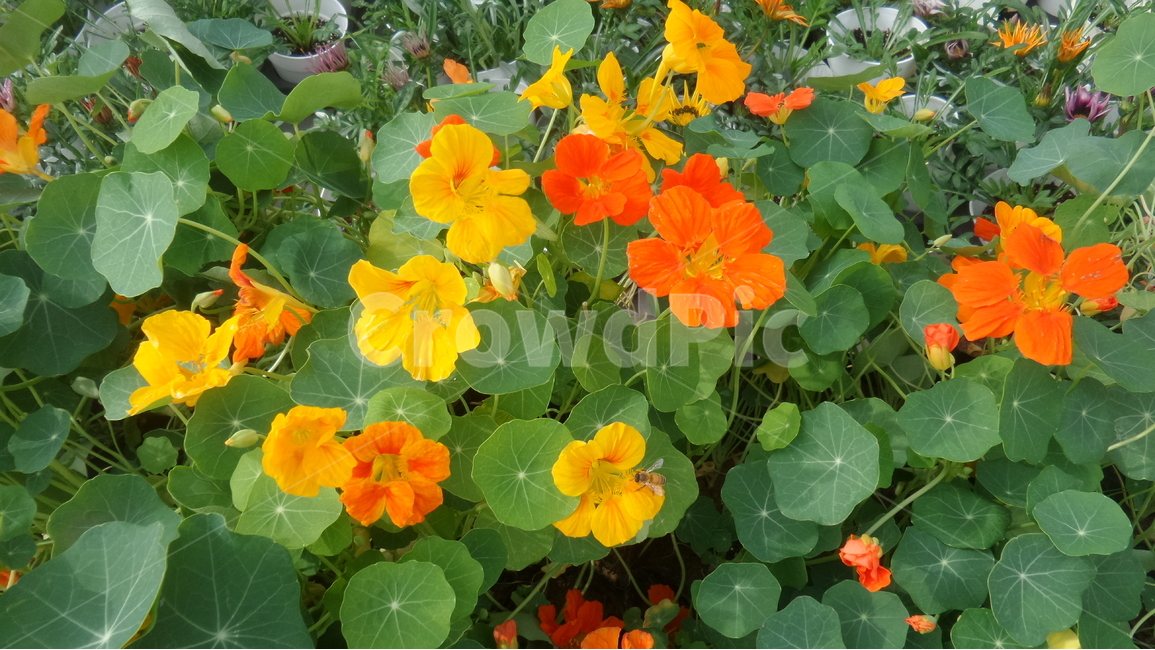 한련화,금련화,페루꽃,한금련,할련,다년초,식물,자연,plants,nature,꽃,flower