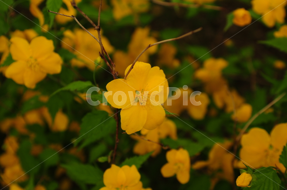 꽃,봄,flower,노란색,애기똥풀,식물