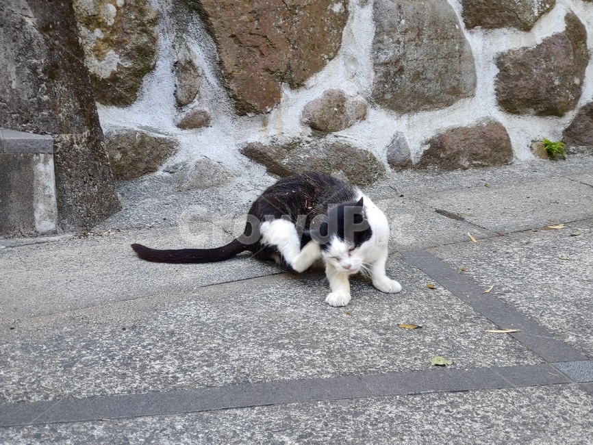 고양이,골목,동물,길고양이,길