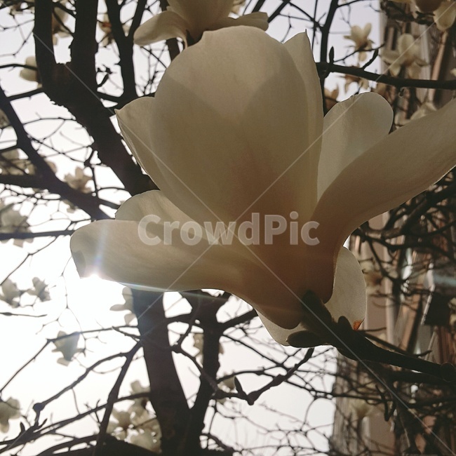 목련,흰꽃,꽃,꽃나무,봄,하늘,화단