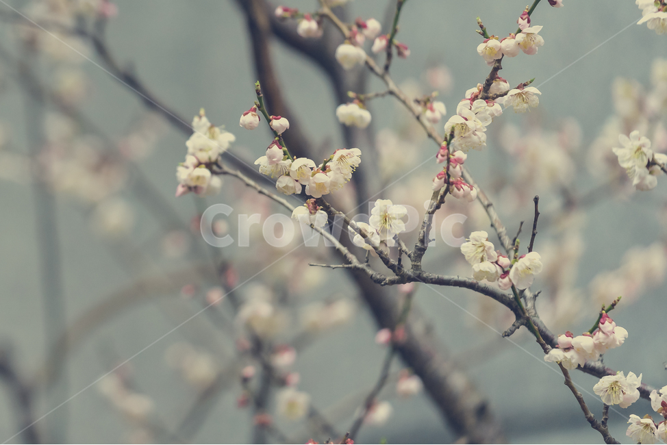 봄,꽃,매화,자연,풍경,봄꽃,봄,계절,spring,season,식물,자연,plants,nature,꽃,flower,감성,sensible,feeling,plant
