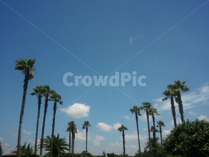 제주도,바다,풍경,경치,야자수,자연,풍경,nature,landscape,palm tree,tree,나무,plant,식물,summer,여름