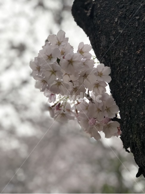 벚꽃,꽃,봄,벚꽃놀이,봄꽃