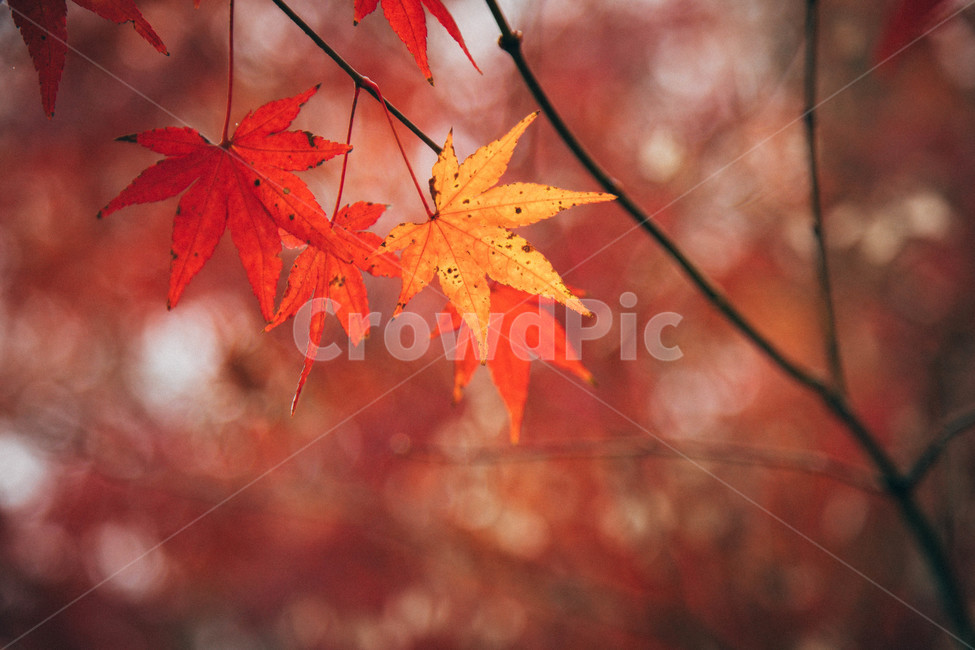 낙엽,단풍,수목원,감성사진,나무,가을,쓸쓸함,가을,계절,fall,autumn,season,감성,sensible,feeling,leaf,잎,plant,식물,tree