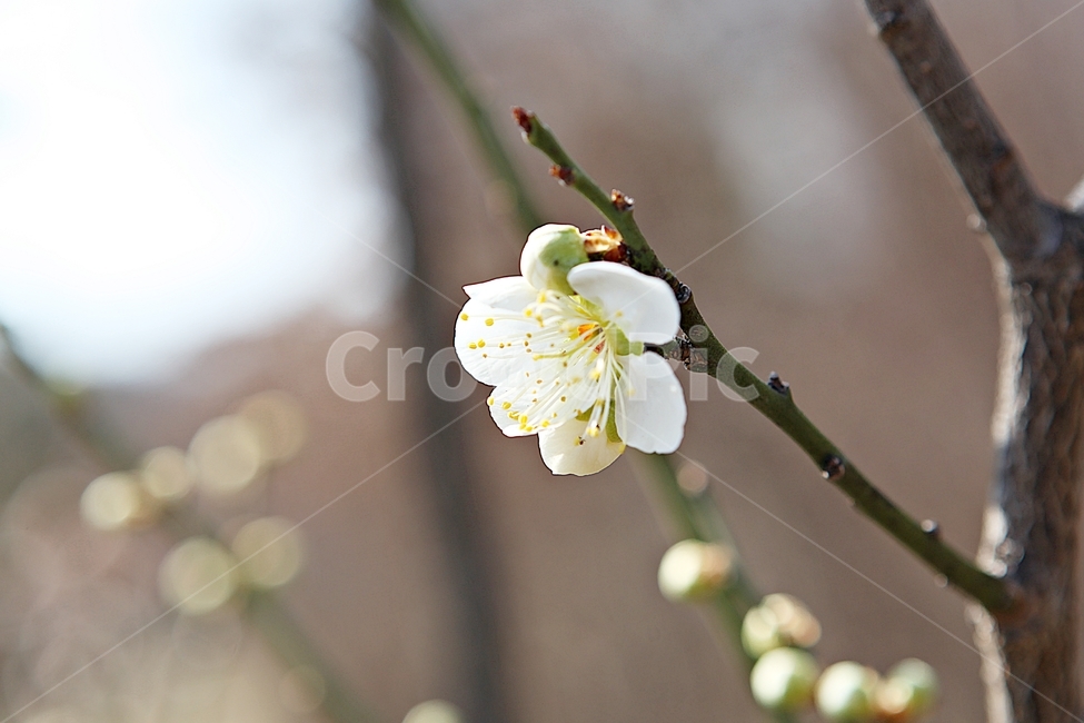 매화,꽃,봄꽃,봄,식물,자연,봄,계절,spring,season