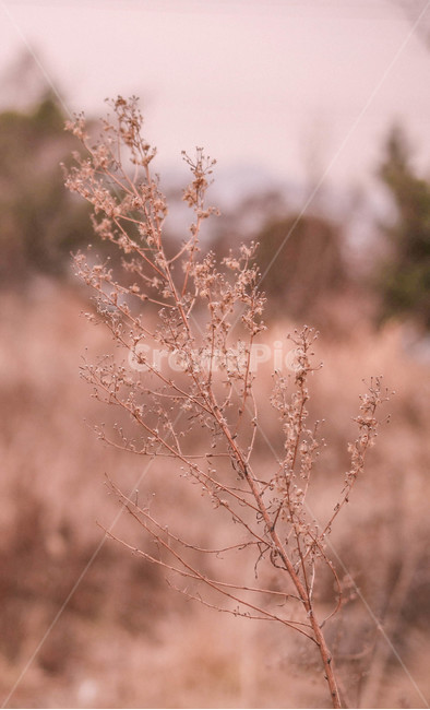 plant,식물,겨울,잔디,꽃,풀,식물,자연,plants,nature