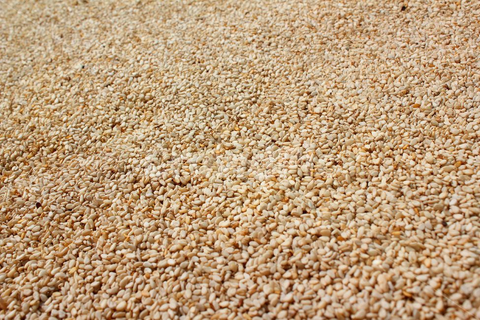 brown,closeup,dry,dummy,food,gold,grain,macro,meal,natural,nature,organic,plant,seed,seeds,sesame,sesameseed,sesameseeds,top,topangle,topview,yellow,깨,참깨,곡식,곡류,음식,음식재료,식재료,식물,씨앗,씨,갈색,브라운,말린,말리는,건조,자연,클로즈업,탑앵글,탑뷰,깨소금,농작물,농촌,농사,음식,식재료,요리,food,cook,meal,dishes,food reserves,곡류,곡식,cereals,텍스처,질감,패턴,texture,pattern