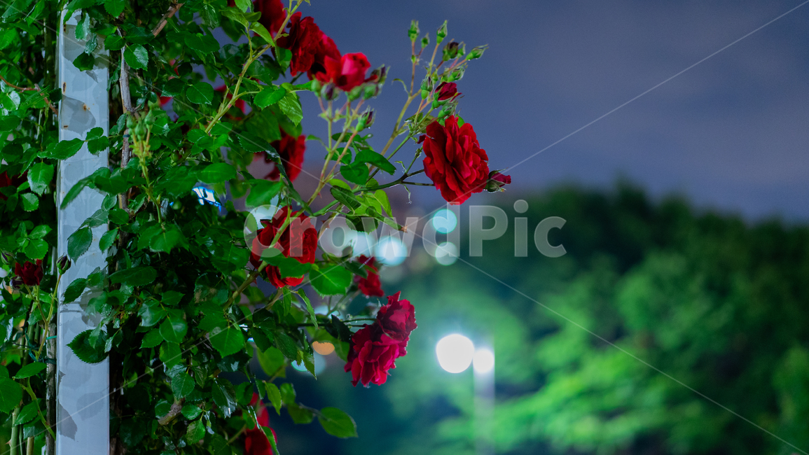 장미,식물,초록,빨강,꽃,flower,rose,plant,green,야경,light,red
